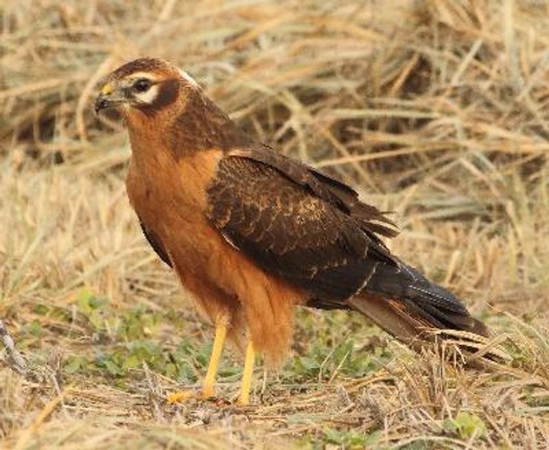 Montagu's Harrier