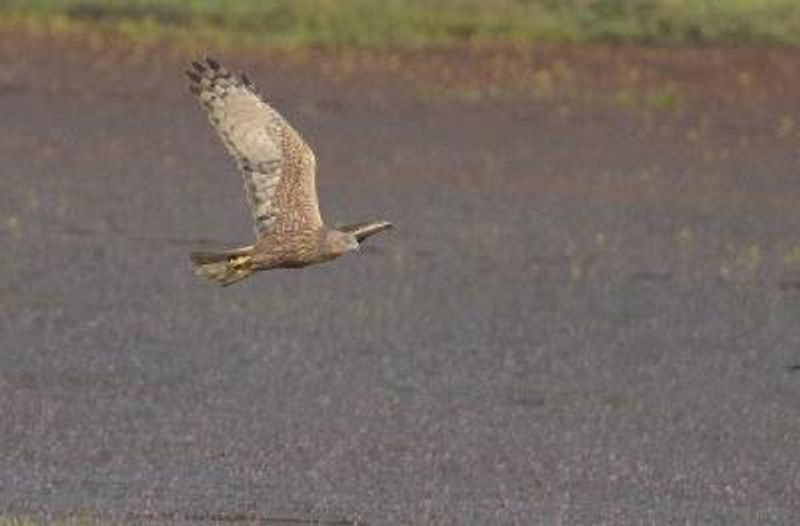 Pied Harrier