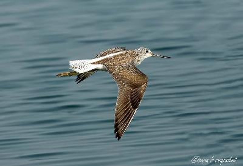 Common Greenshank