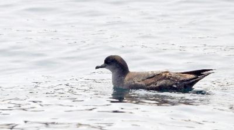 Short tailed Shearwater