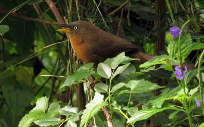 Rufous Babbler