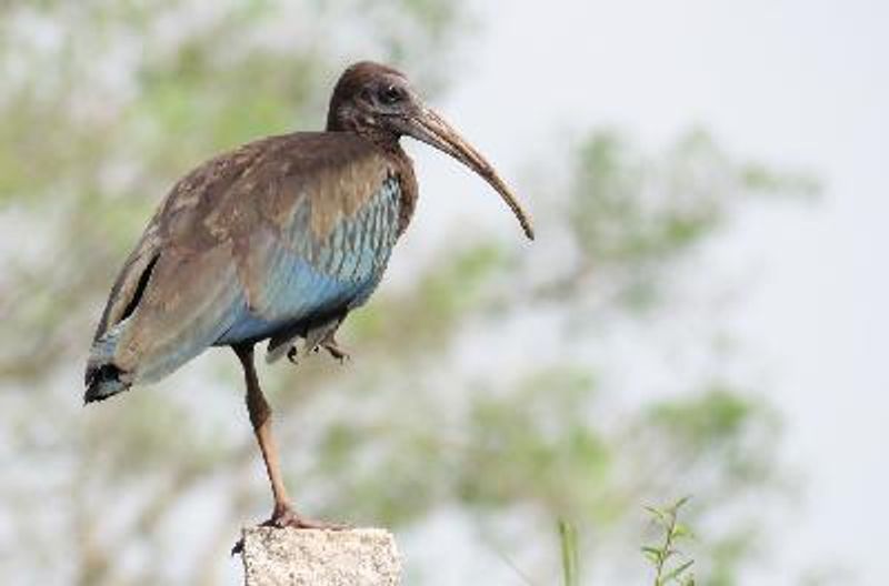 Glossy Ibis