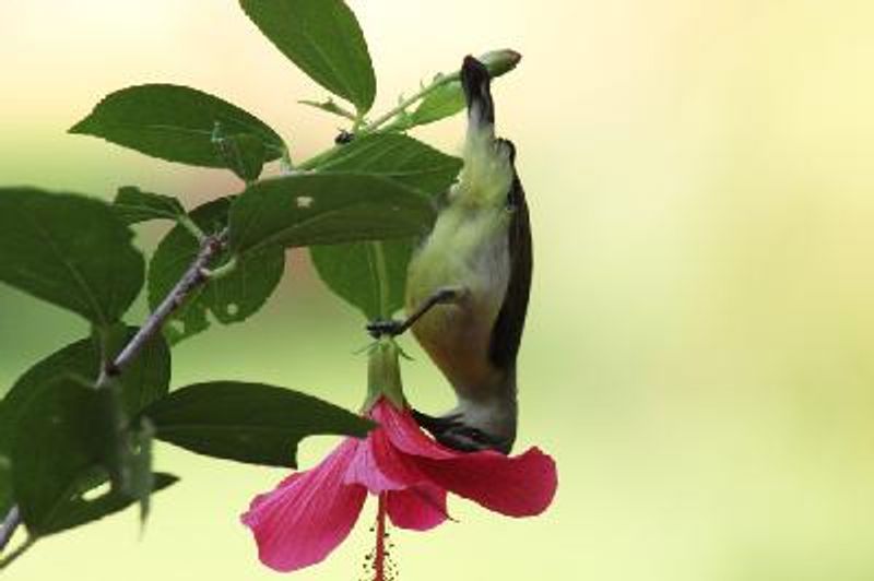 Loten's Sunbird