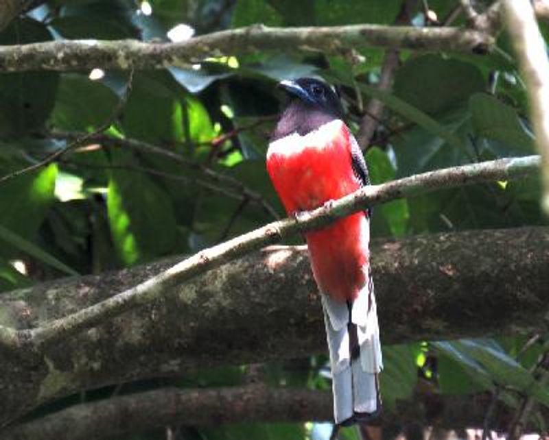 Malabar Trogon