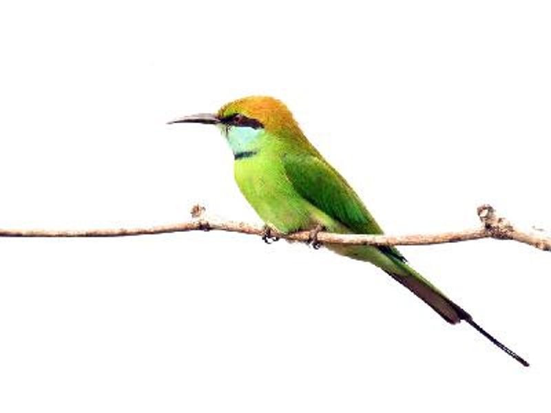 Green Bee eater