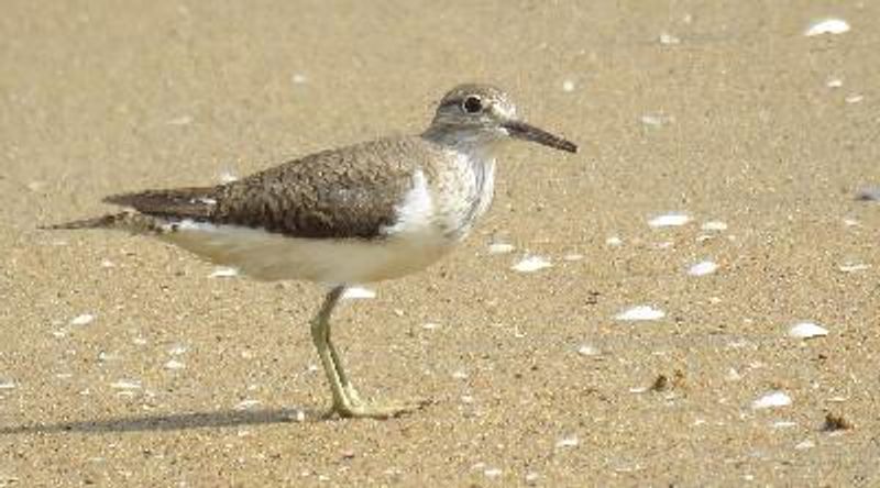 Common Sandpiper