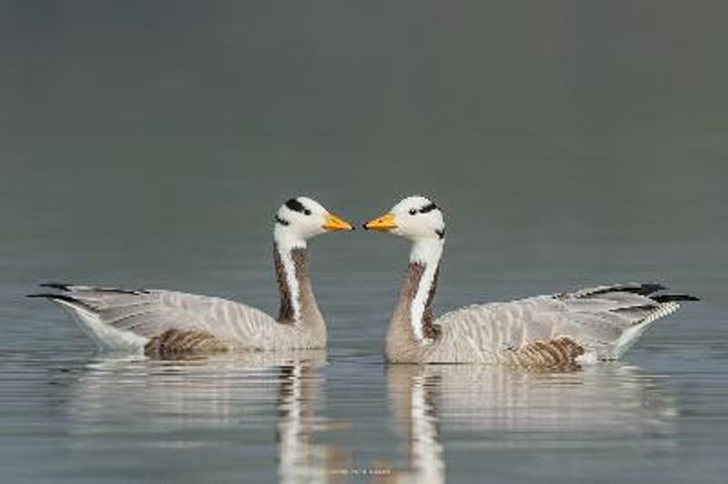 Bar headed Goose