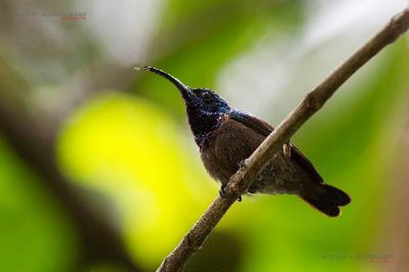 Loten's Sunbird