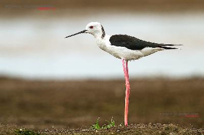 Black winged Stilt