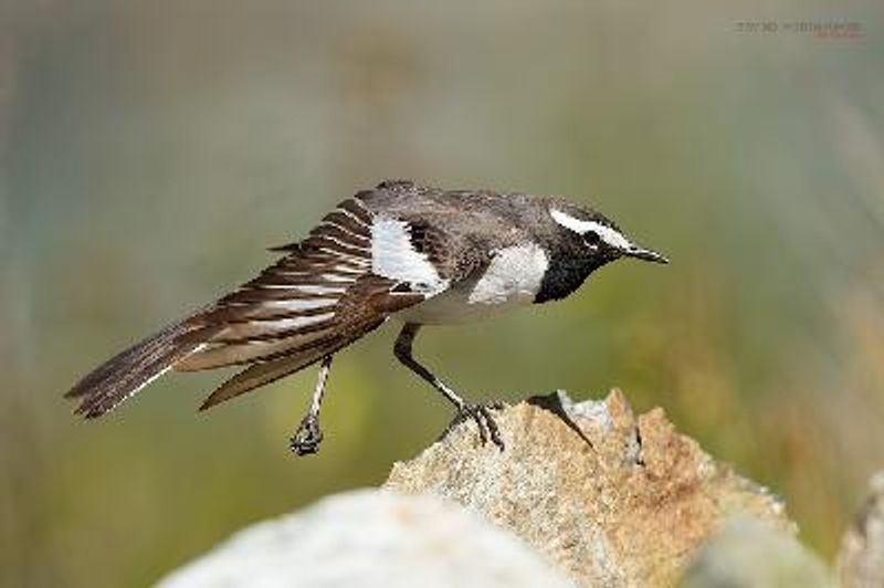 White browed Wagtail