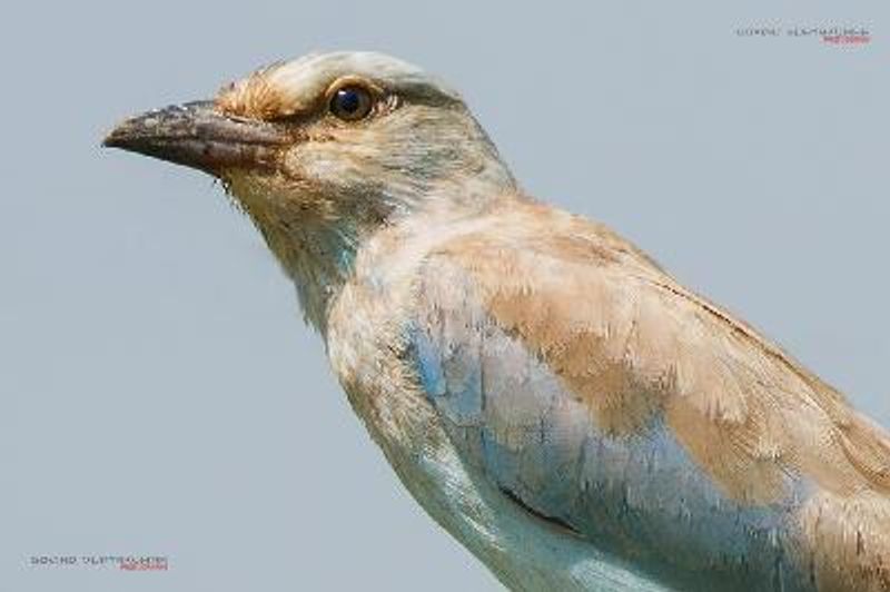 European Roller