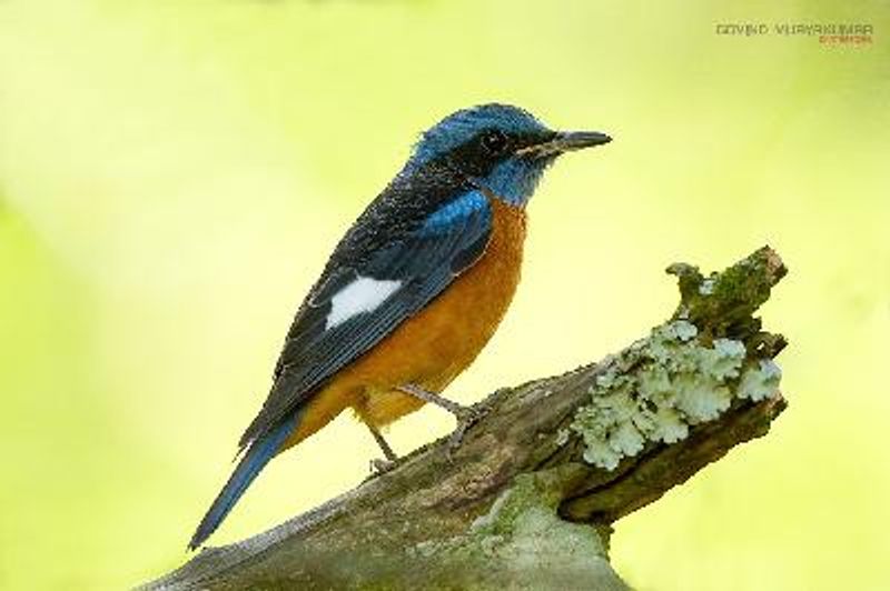 Blue capped Rock Thrush