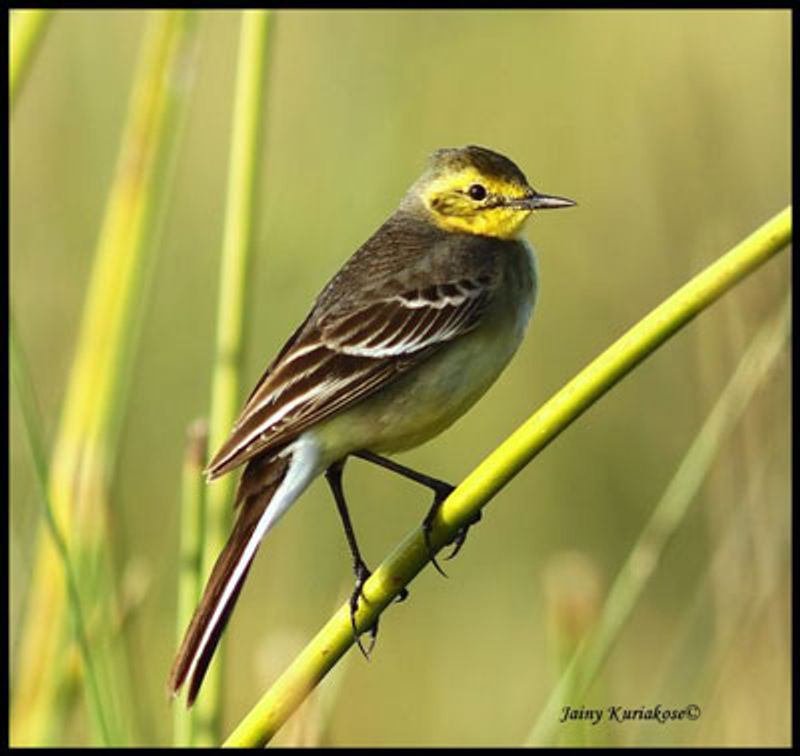 Citrine Wagtail