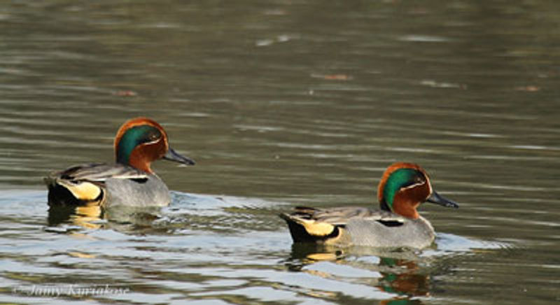 Common Teal