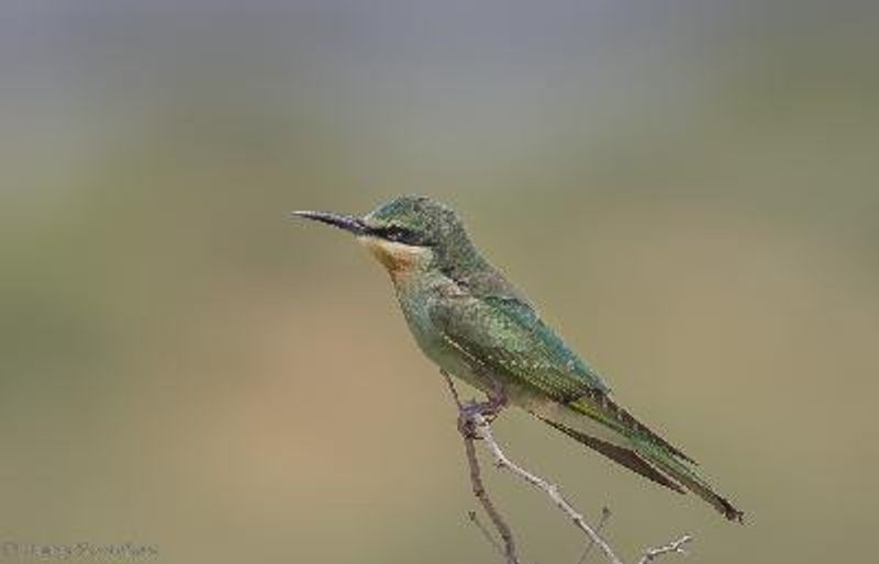 Blue cheeked Bee eater