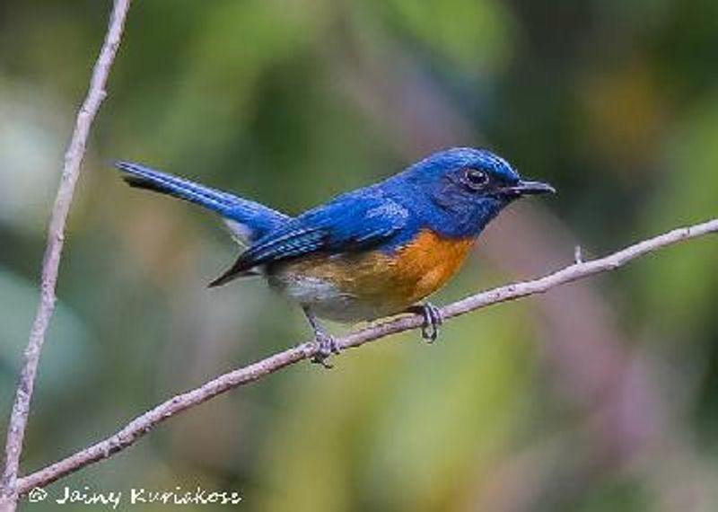 Blue throated Blue Flycatcher