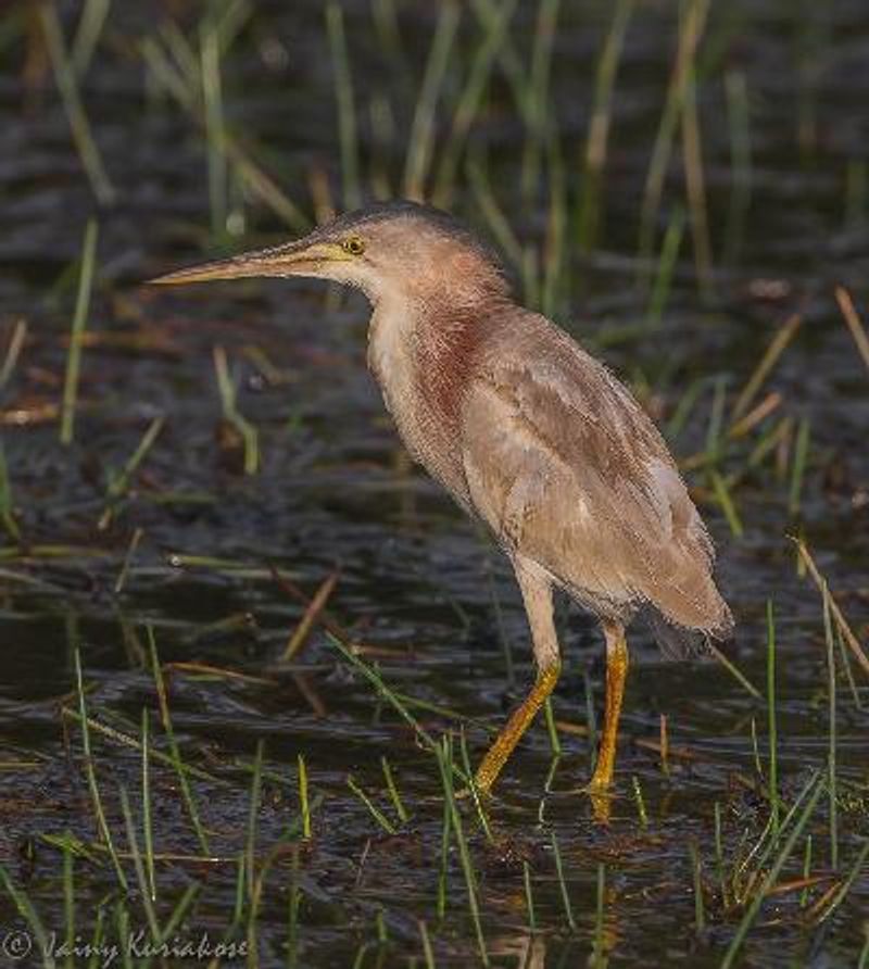 Yellow Bittern