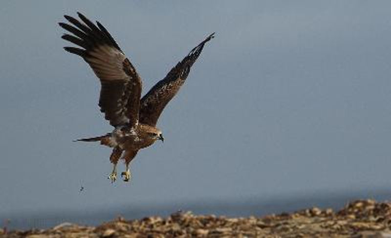 Brahminy Kite