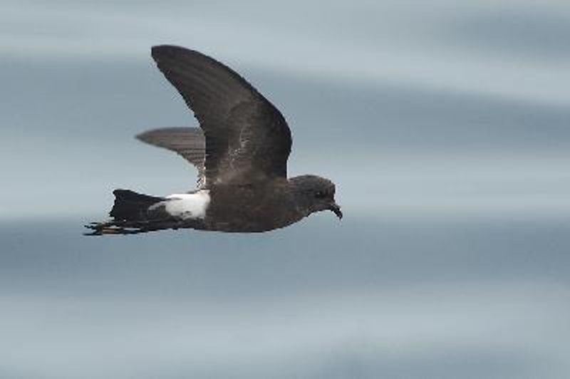 Wilson's Storm petrel