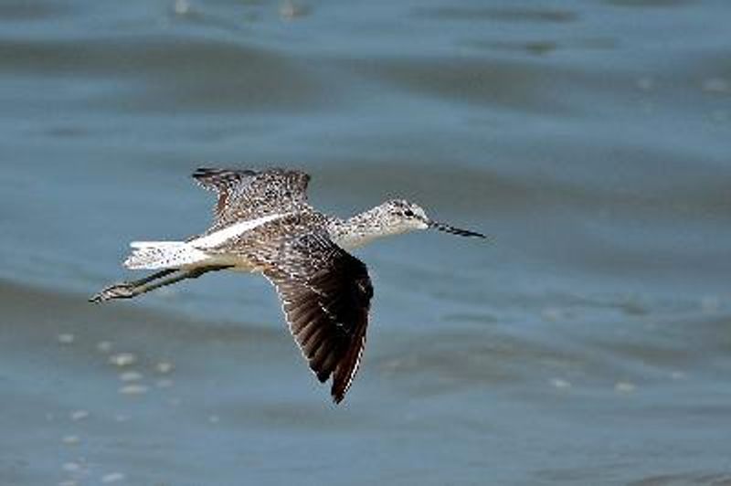 Common Greenshank