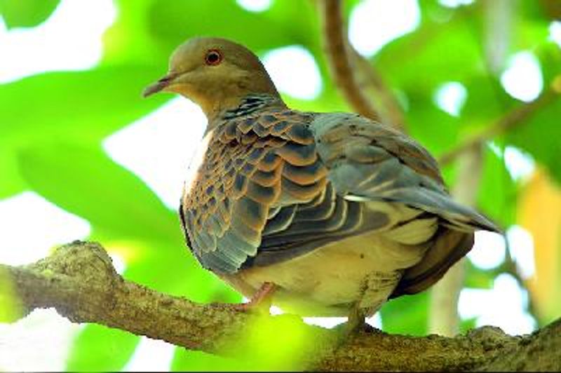 Oriental Turtle Dove