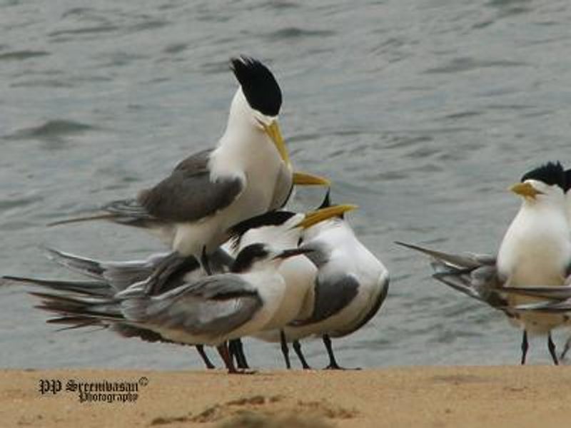 Greater Crested Tern