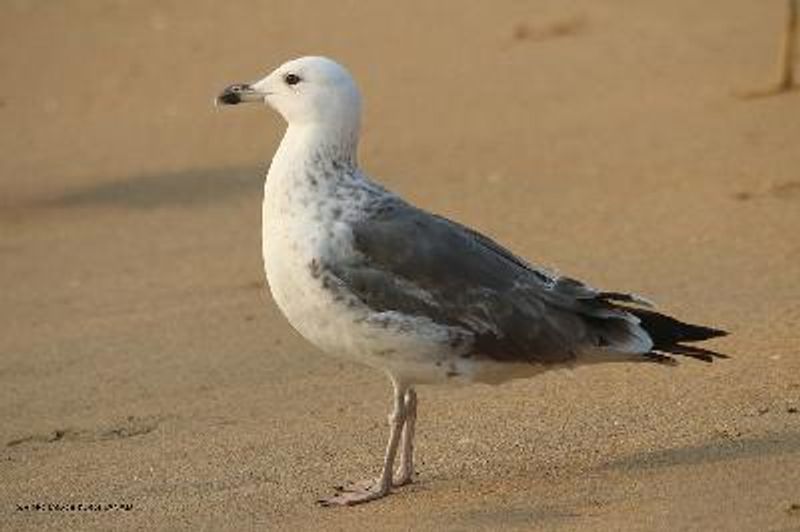 Steppe Gull