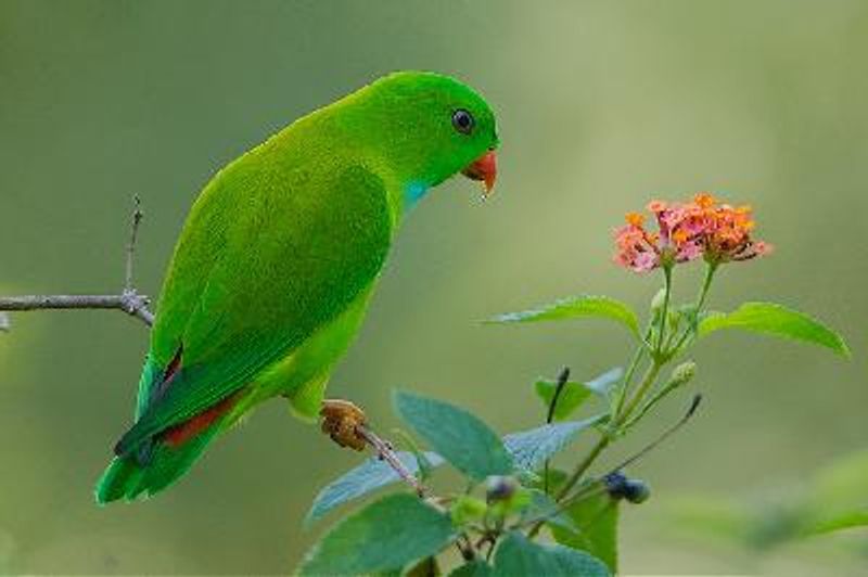 Vernal Hanging Parrot