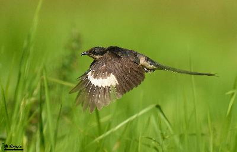 Pied Cuckoo