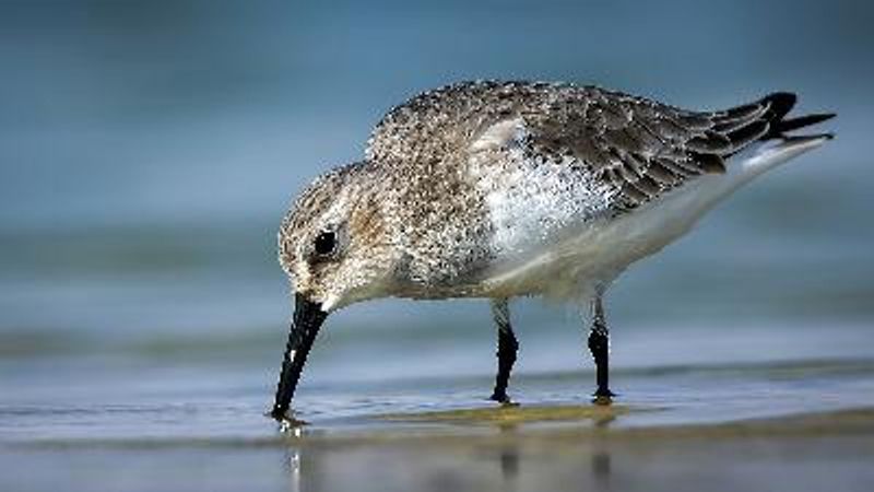 Little Stint