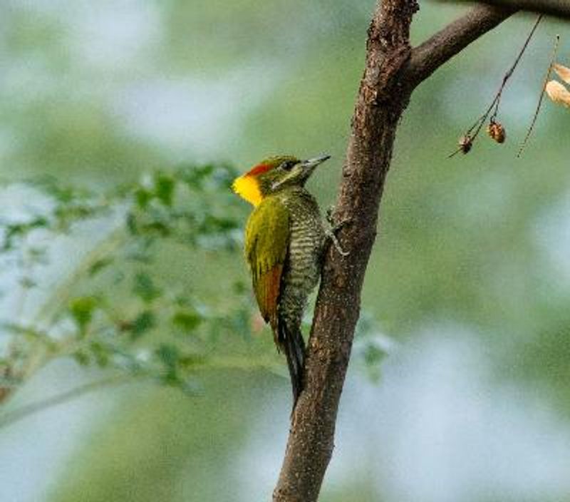 Lesser Yellownape