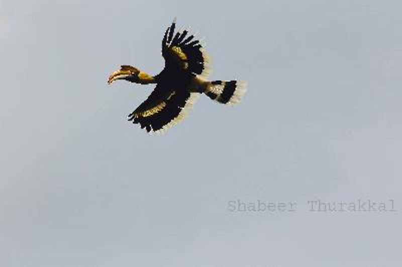 Great Hornbill