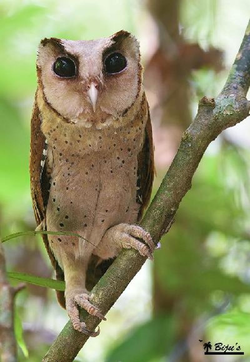 Bay Owl