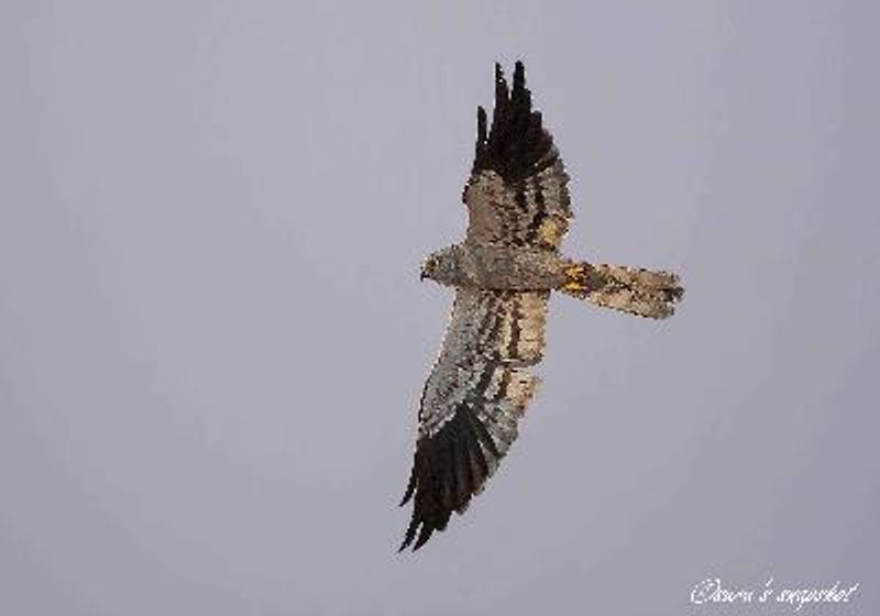 Montagu's Harrier