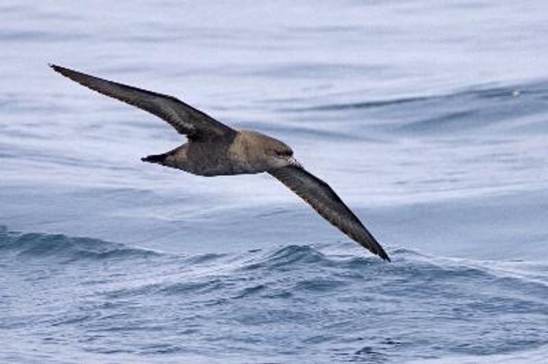 Short tailed Shearwater