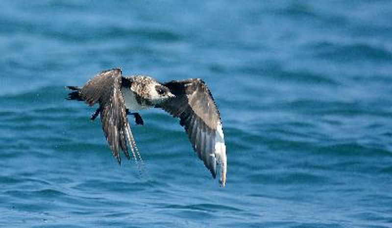 Arctic Skua