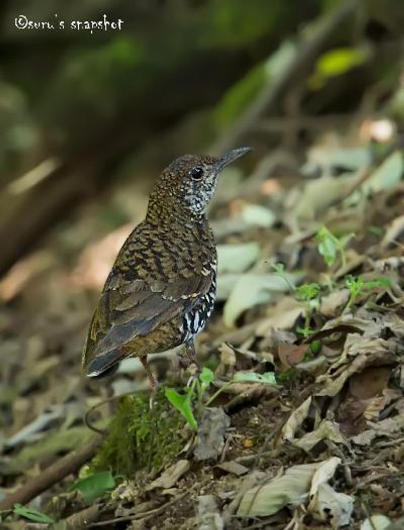 Nilgiri Thrush