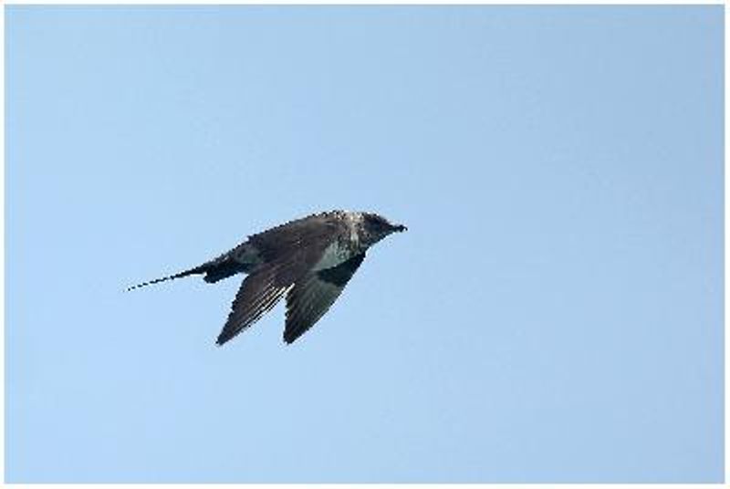 Arctic Skua