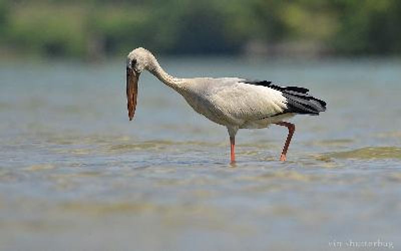 Asian Openbill