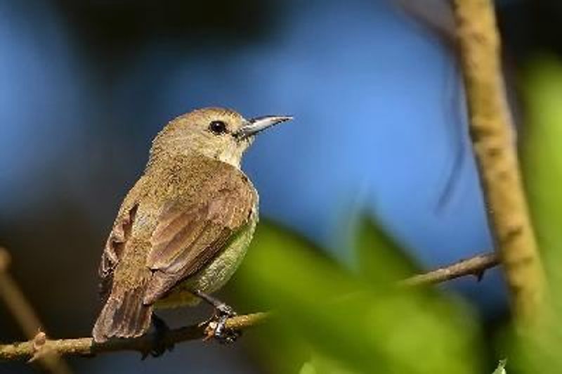 Nilgiri Flowerpecker