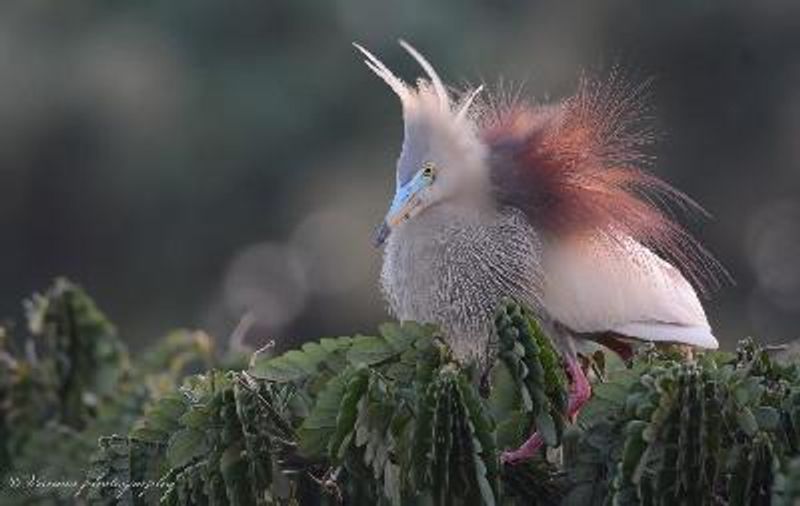 Indian Pond Heron