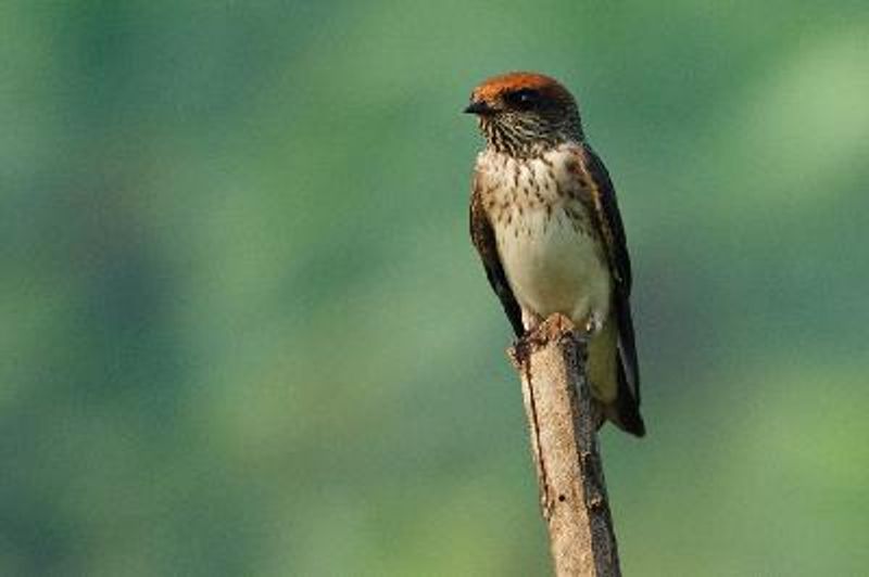 Streak throated Swallow