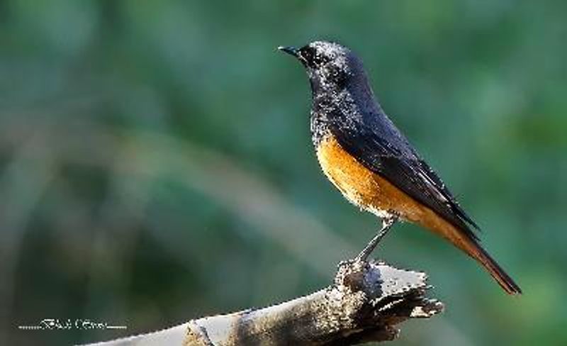 Black Redstart