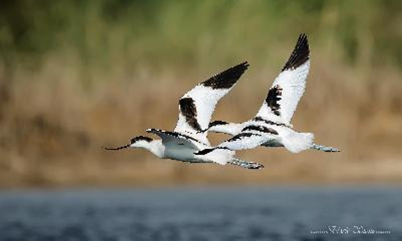 Pied Avocet