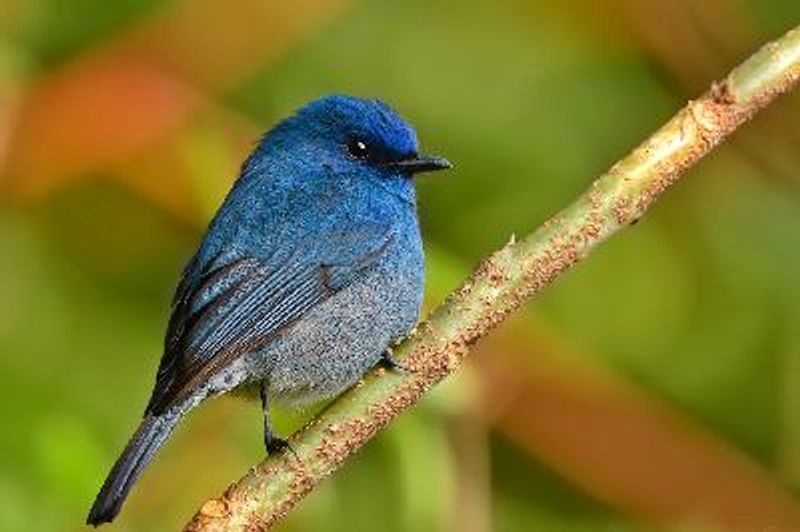 Nilgiri Flycatcher