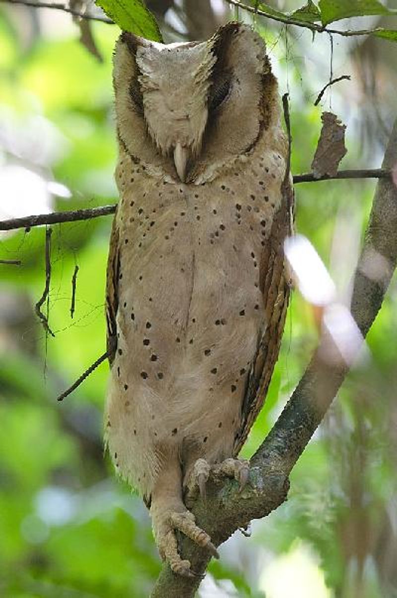 Bay Owl