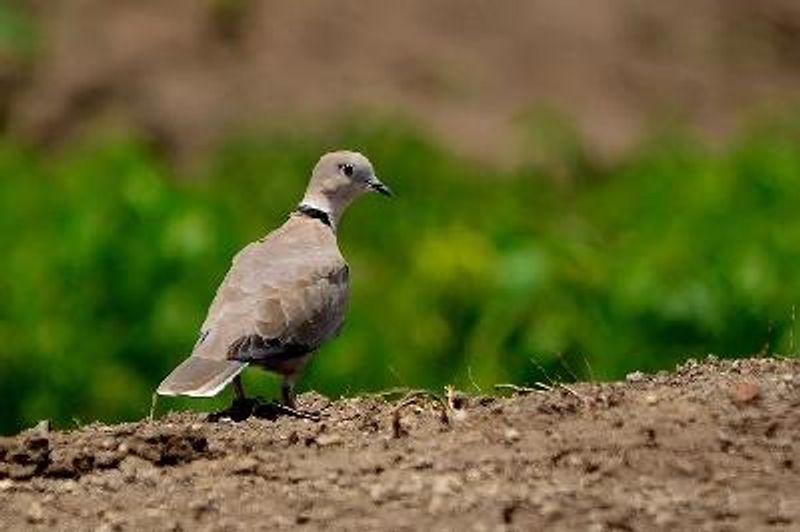 Eurasian Collared Dove