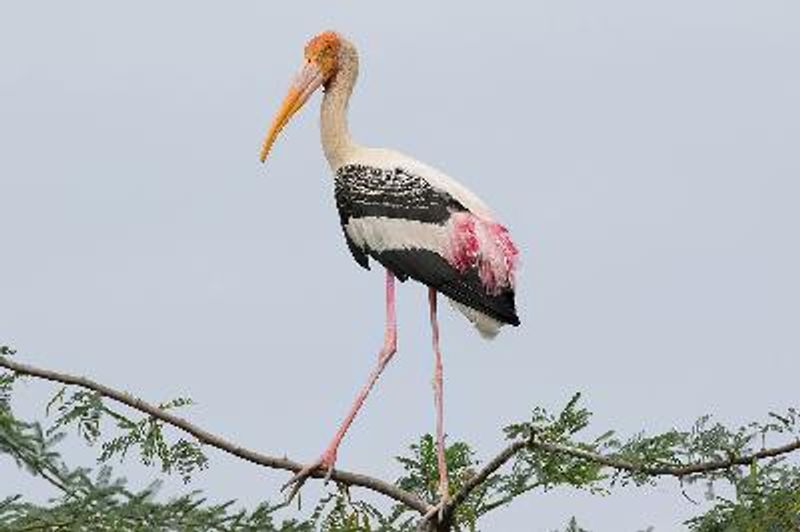 Painted Stork