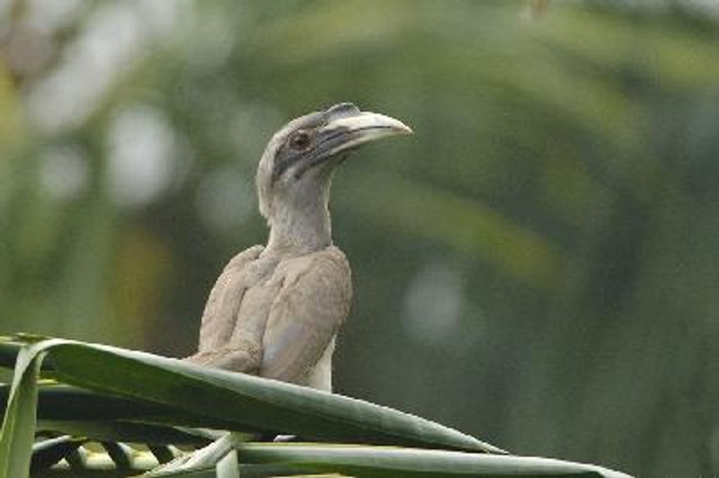 Indian Grey Hornbill