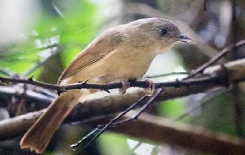 Brown cheeked Fulvetta